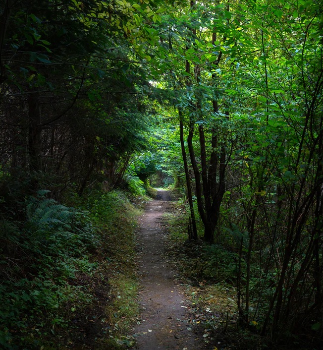 Un sentier didactique sera créé dans la forêt des Arses, à Rougemont